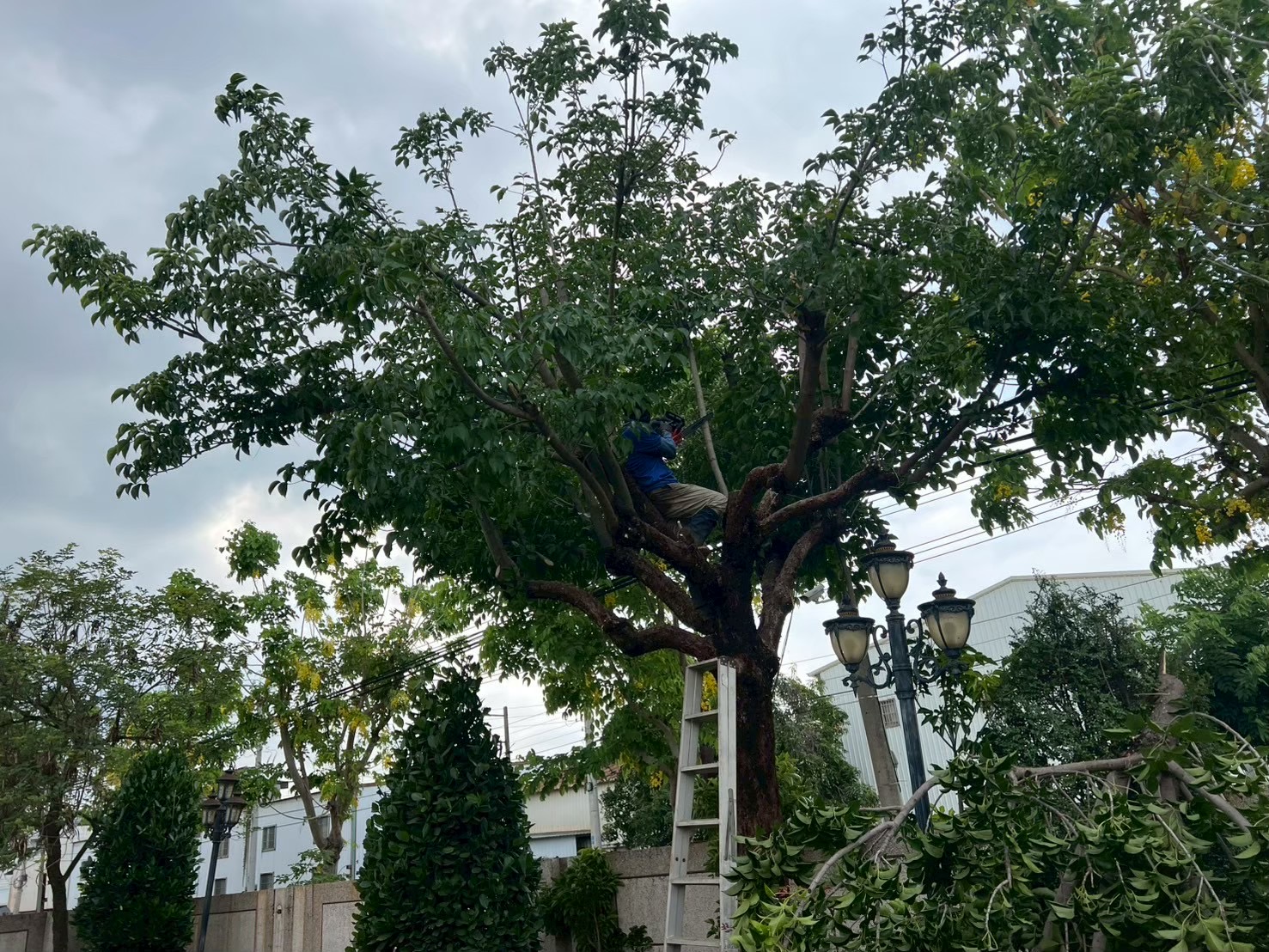 植栽養護工程
