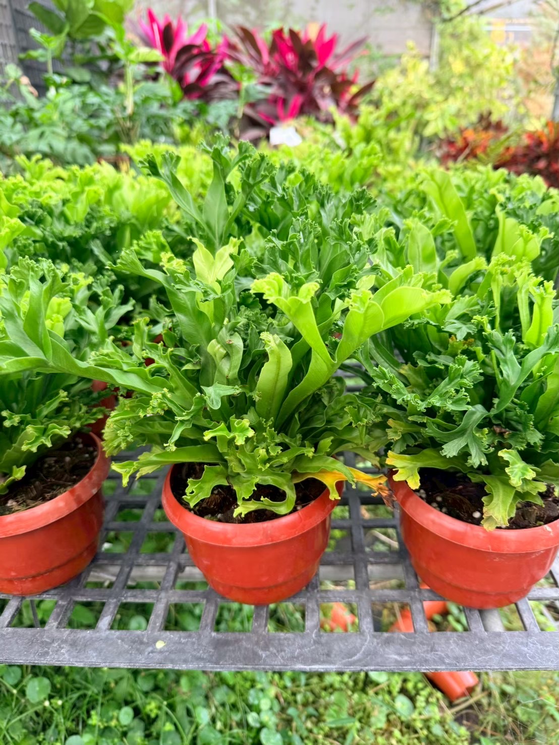 台南花店綠植盆栽