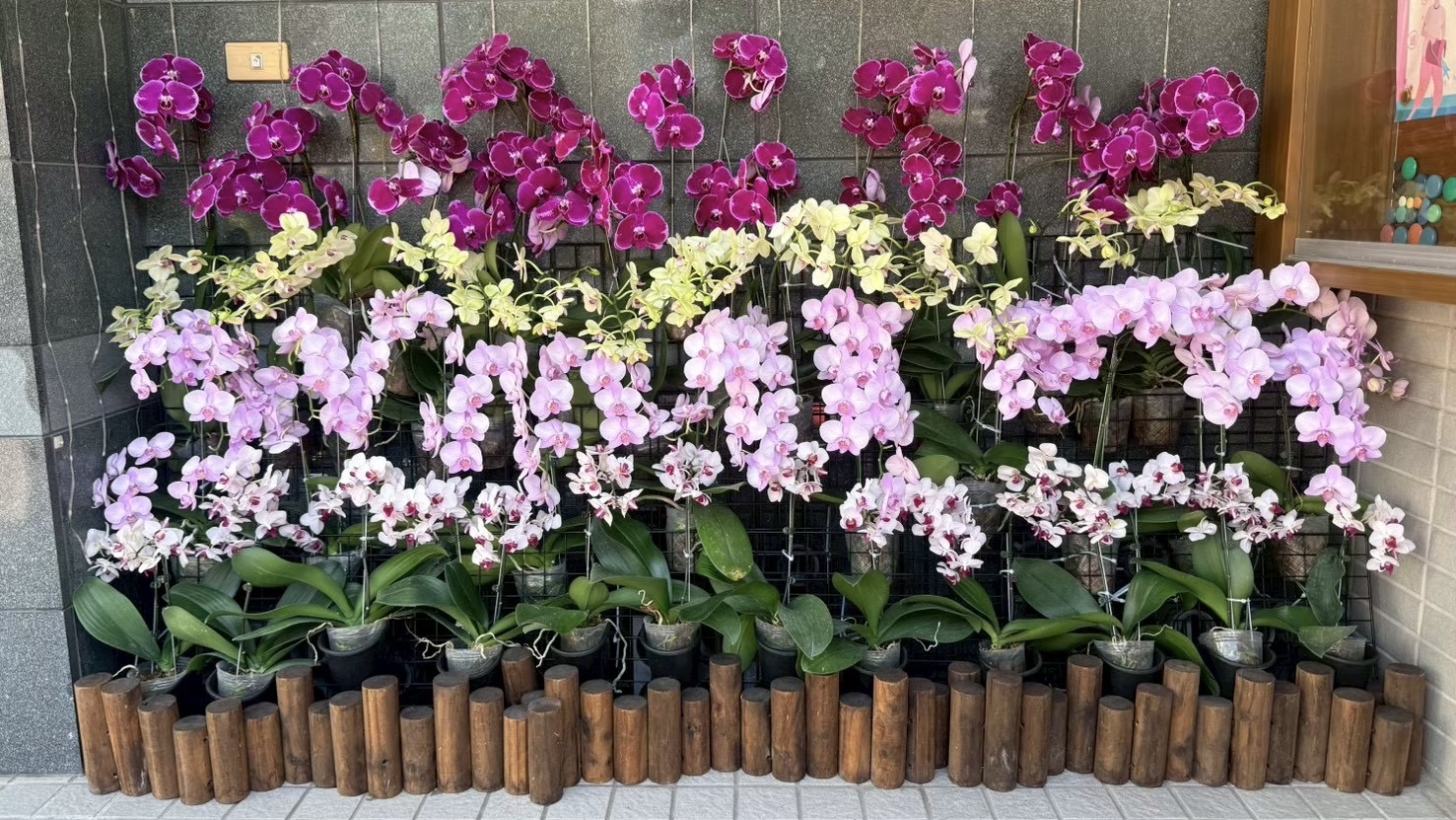 台南花店季兒花藝花束與蘭花作品