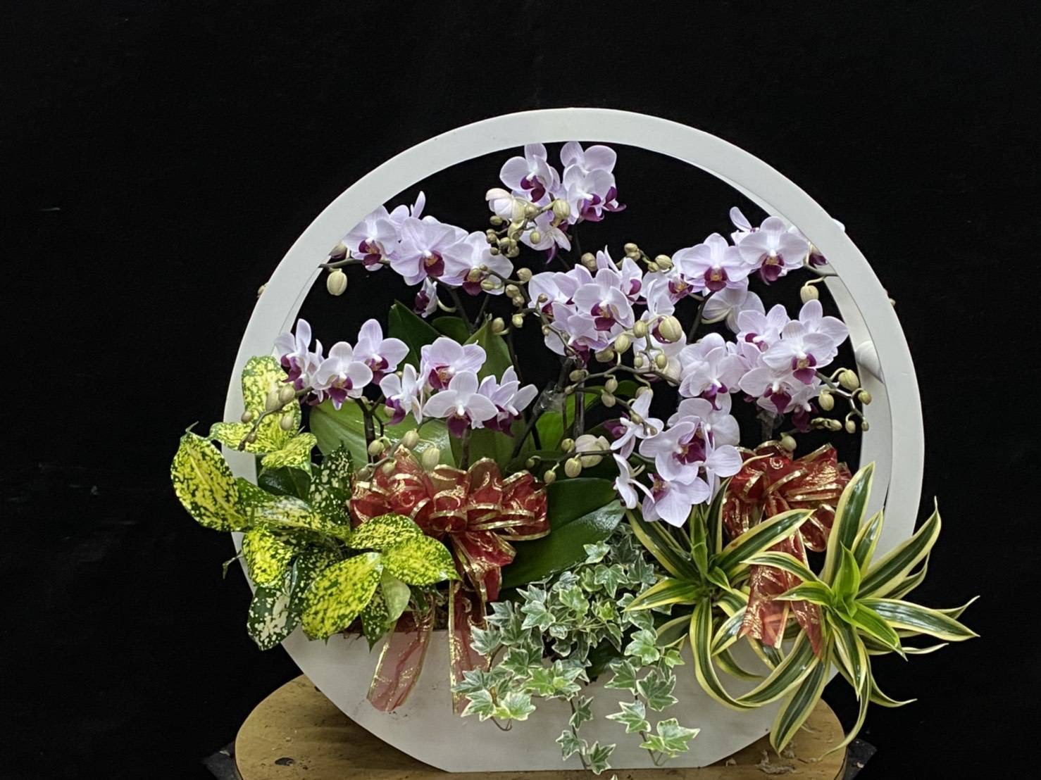 台南蘭花作品7